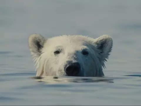 Robusto em informação e estilo, Nuisance Bear é documentário perfeito