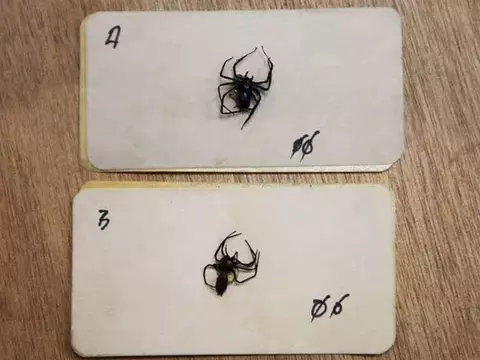 Novo Homem-Aranha fala sobre inseguranças