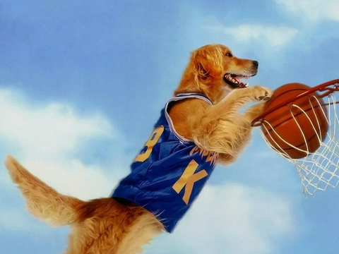 Air Bud Returns | 15º filme do cachorro esportista é anunciado para 2026
