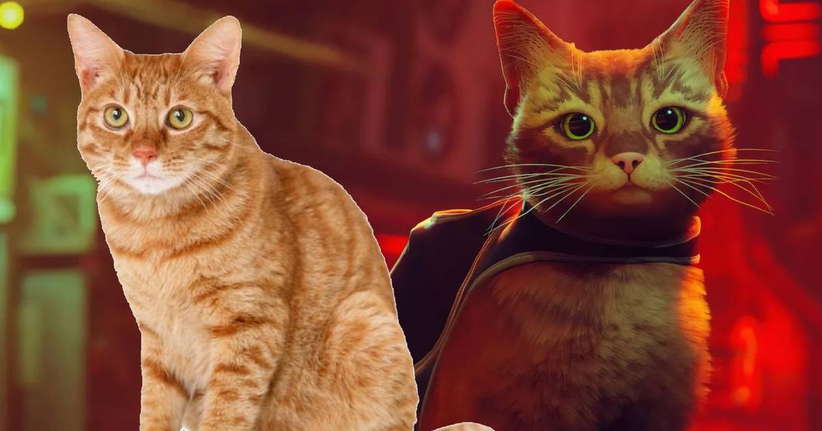 Conheça os gatos da vida real nos bastidores do jogo Stray