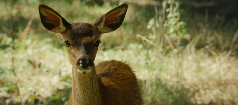 Bambi: Uma Aventura na Floresta é Adiado para Agosto com Abordagem Realista de Filmagem