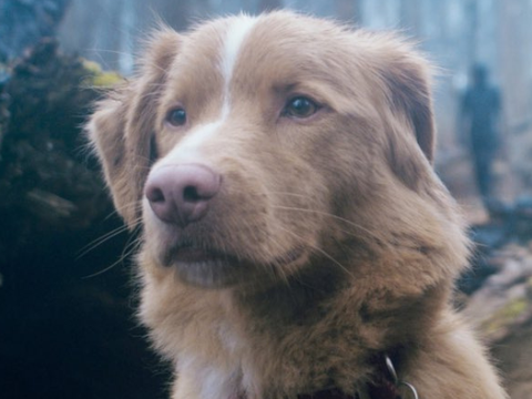 Good Boy | Estúdio do longa lança carta em campanha de Melhor Ator