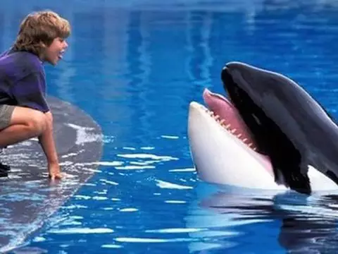Liberen a Willy