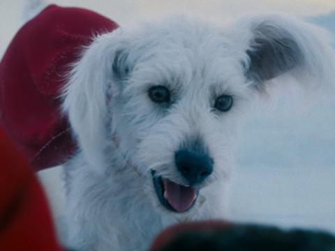 Superman | Krypto invade o Google em brincadeira; veja como interagir