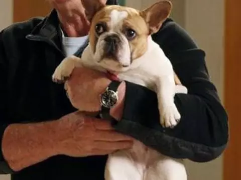 Cachorrinha Stella morre após o fim das gravações de Modern Family