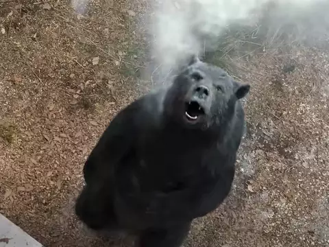 Urso do Pó Branco (Universal Pictures/Reprodução)