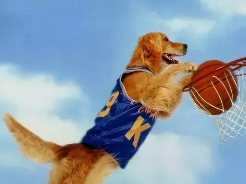 Air Bud Returns | Novo filme do cachorro esportista ganha data de lançamento
