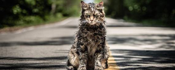 Gatos de sucesso no cinema e na TV