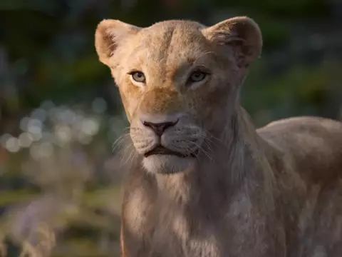 O Rei Leão | Novo teaser revela Beyoncé como Nala; confira