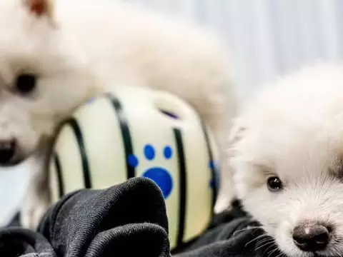 Os lobos terríveis, de Game of Thrones, voltaram da extinção (Divulgação)