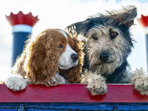 A Dama e o Vagabundo