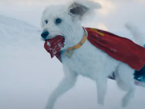 Superman gerou aumento gigantesco de busca por adoção de cães no Google