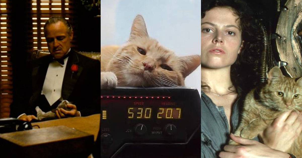 19 gatos inesquecíveis do cinema e da TV