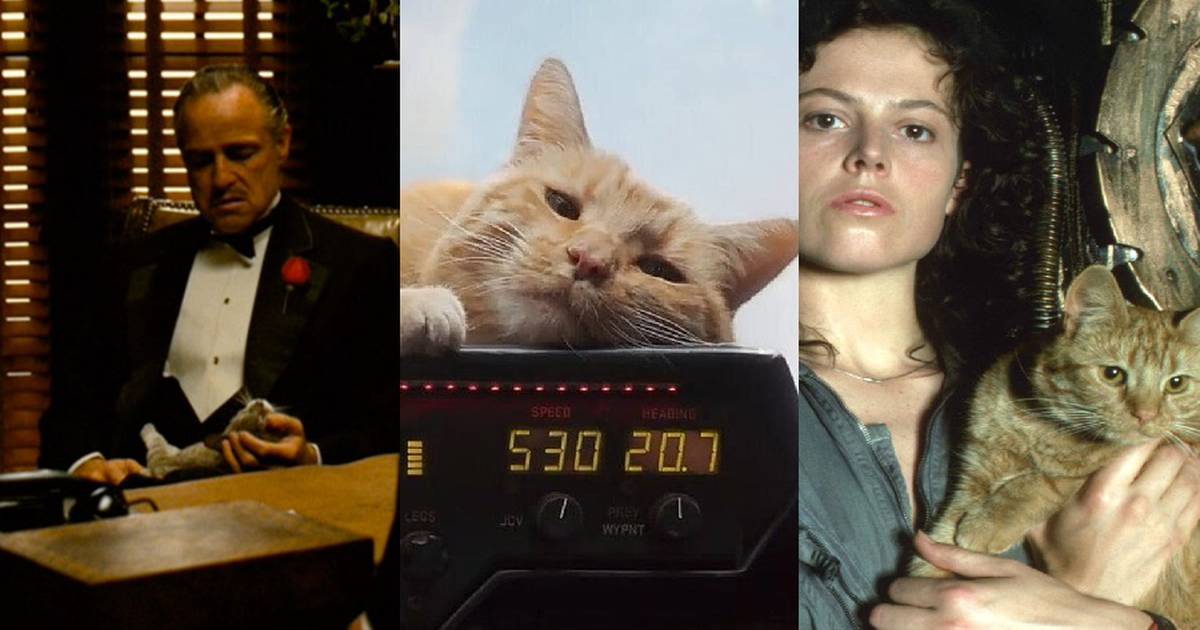 Conheça os gatos mais famosos do cinema e da televisão