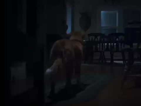 Good Boy | Cachorro é assombrado em trailer do filme de terror, veja