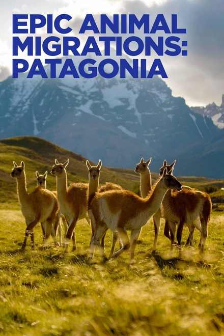 Pôster oficial de Migrações Animais Épicas: Patagônia