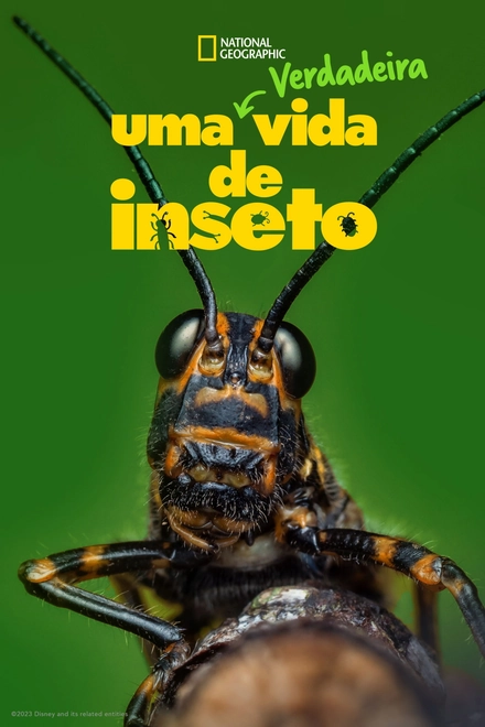 Pôster oficial de Uma Verdadeira Vida de Inseto