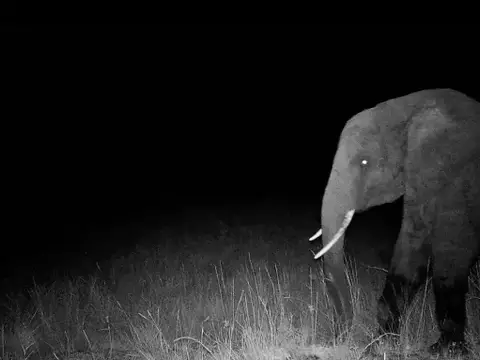 Elefantes Fantasmas | Novo documentário de Werner Herzog ganha trailer