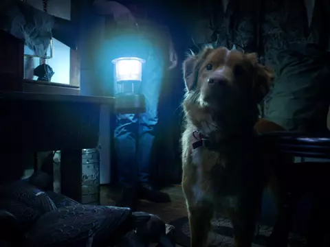 Bom Menino | O cachorro morre no final? Entenda a história do terror