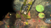 pikmin3 14