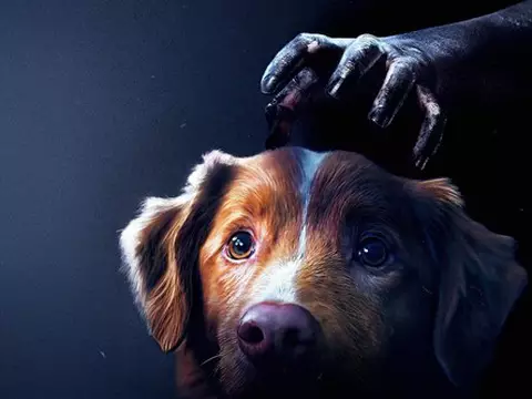 Bom Menino terror cachorro