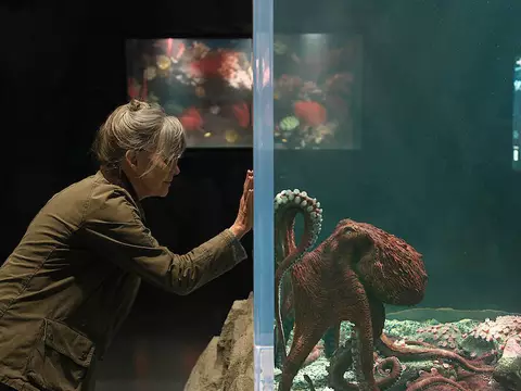 Criaturas Extraordinariamente Brilhantes | Filme sobre polvo ganha fotos e data