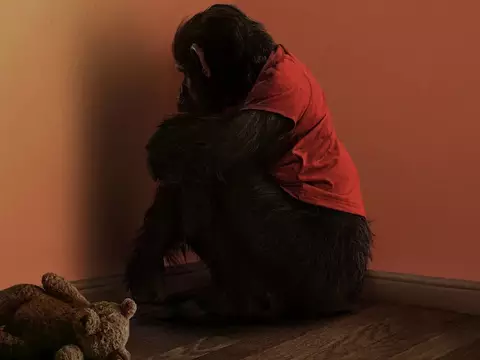 O Primata | Final explicado: O que acontece com Ben? Quem sobrevive?