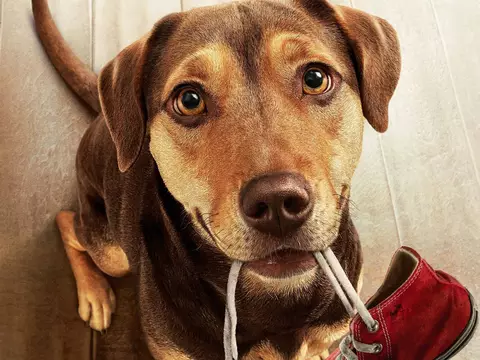 Cena de A Caminho de Casa (Divulgação)